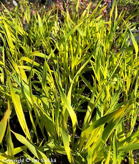 Molinia caerulea 'Kevtkulta', sinihein